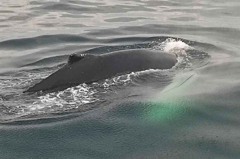 ver ballenas en islandia
