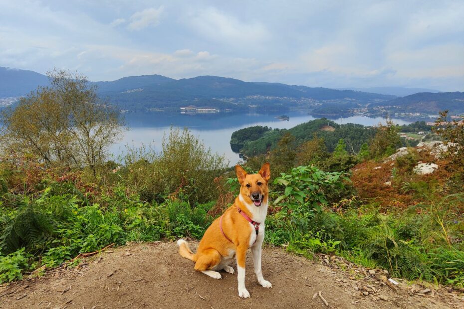 Camino de Santiago Portugues