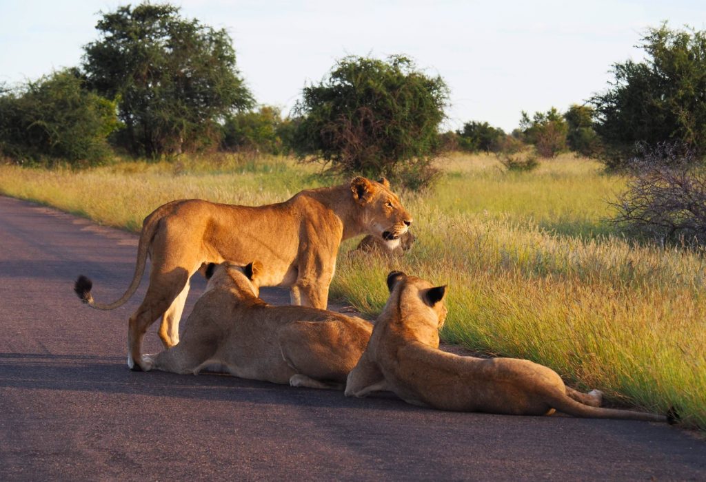 ruta 30 días Sudáfrica