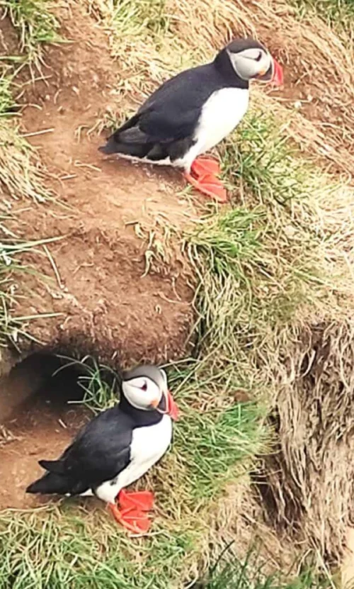 frailecillos en islandia